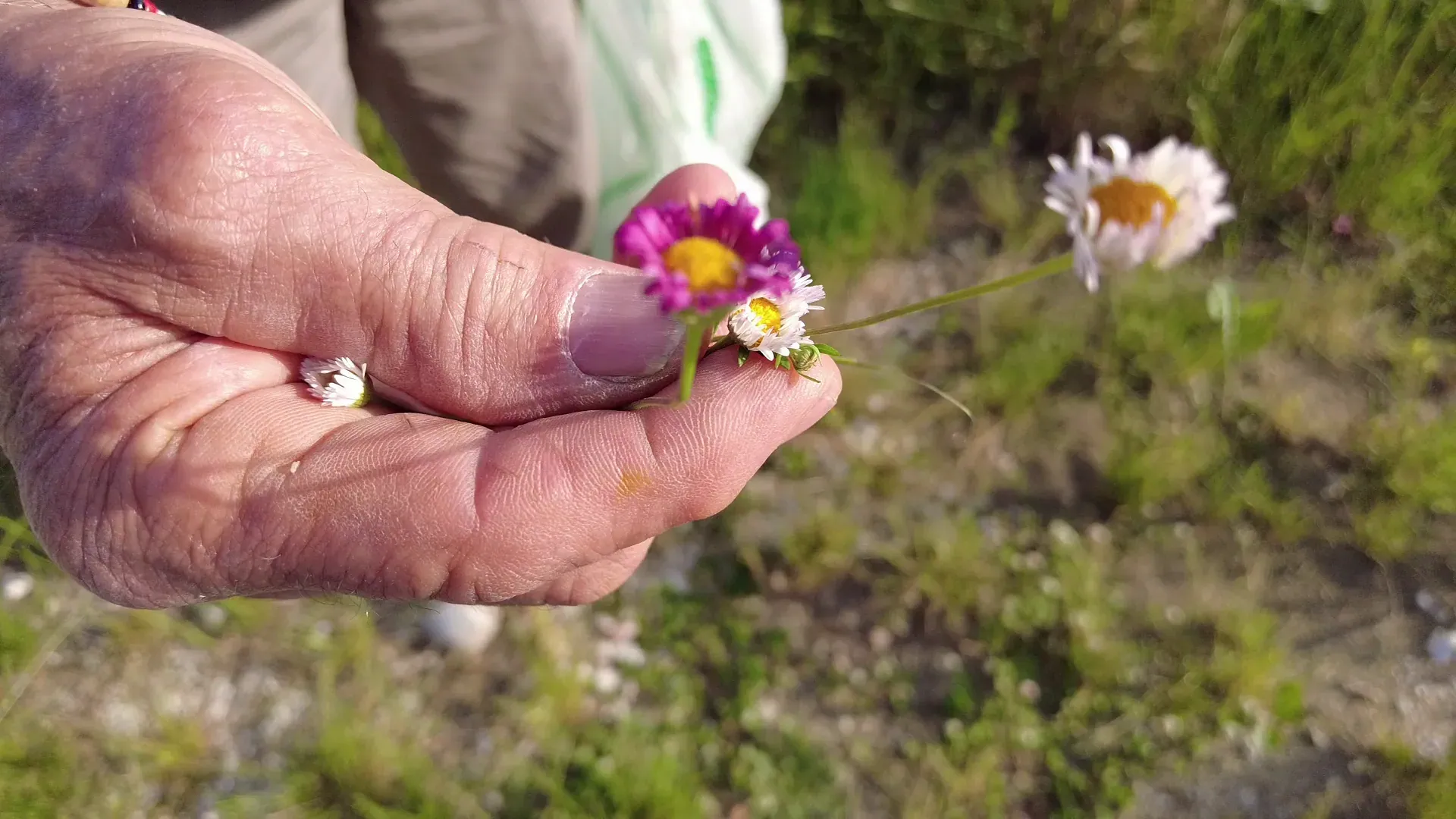 Frame 10 del corto Il Raccoglitore